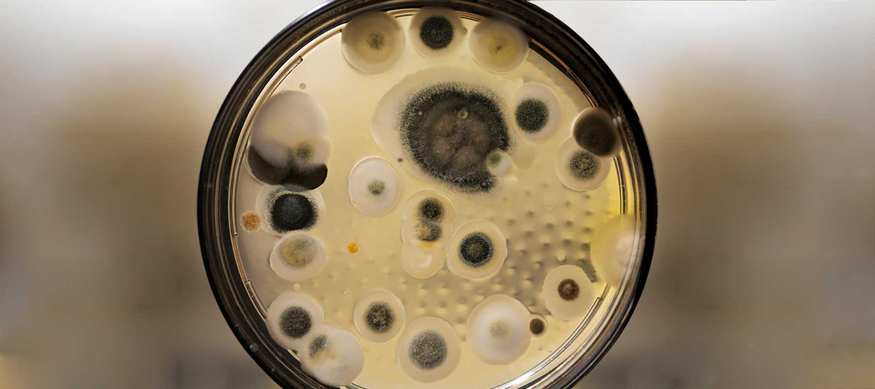 florida mold remediation