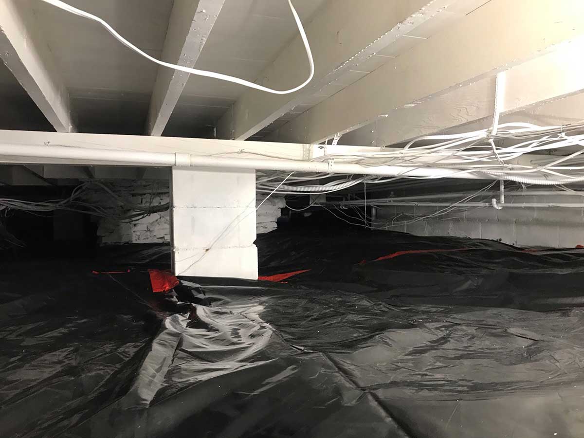 what should basement mold remediation look like