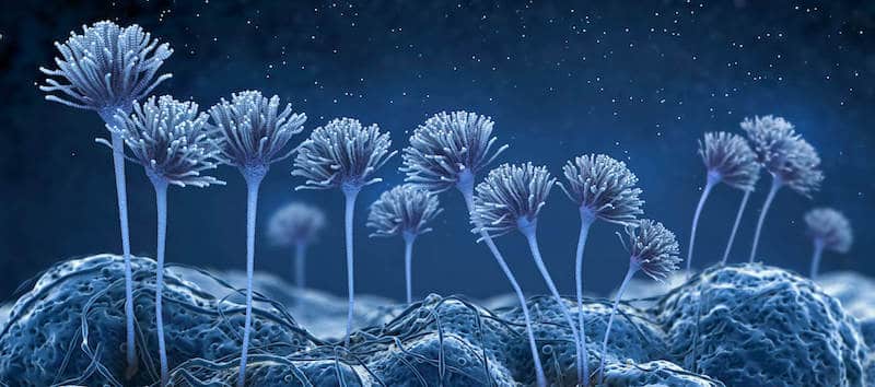 Mold Removal vs Mold Remediation