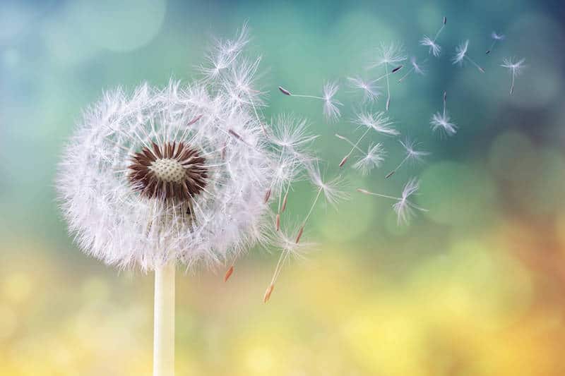 dandelion
