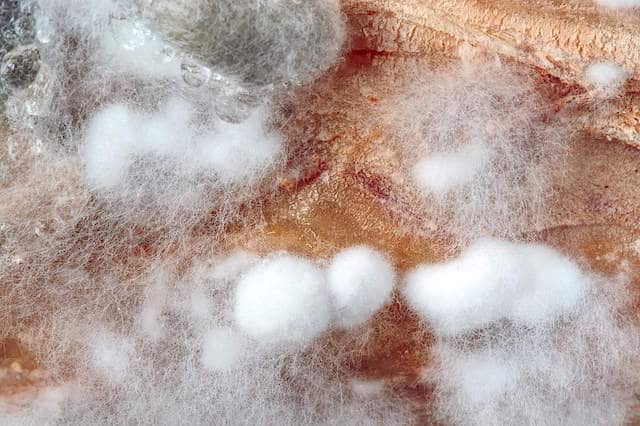 what is white mold