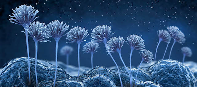 spores and mycotoxins