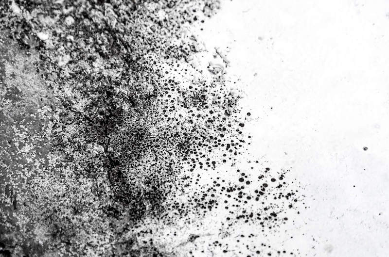 black mold
