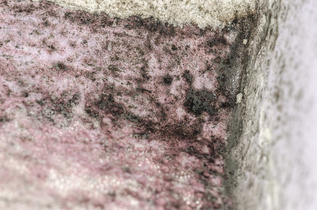 pink mold