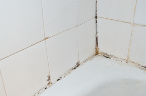 mold in the bathroom