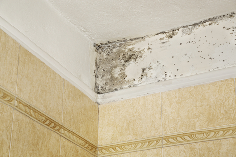 mold on bathroom walls