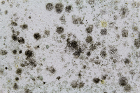 mold on bathroom walls
