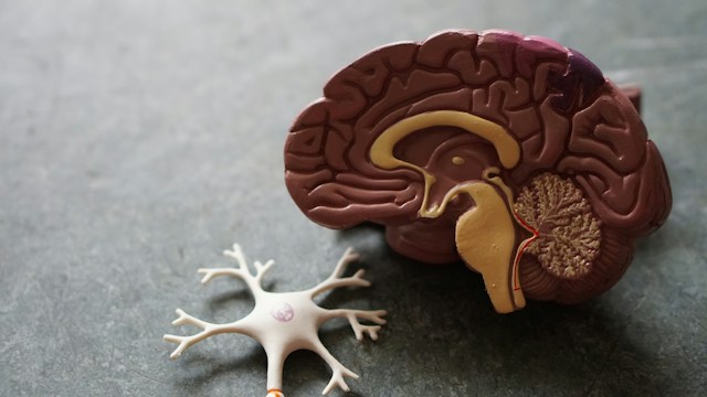 Mold Exposure and Brain Fog Mold Exposure and Brain Fog