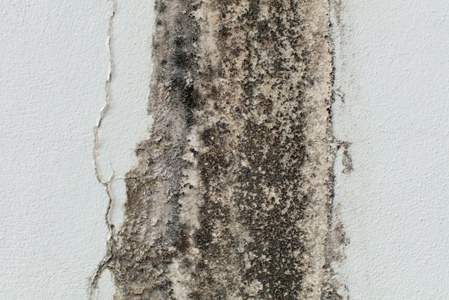 mold mold